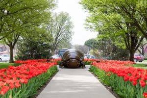 Picture of Millie the Millipede surrounded by tulips.