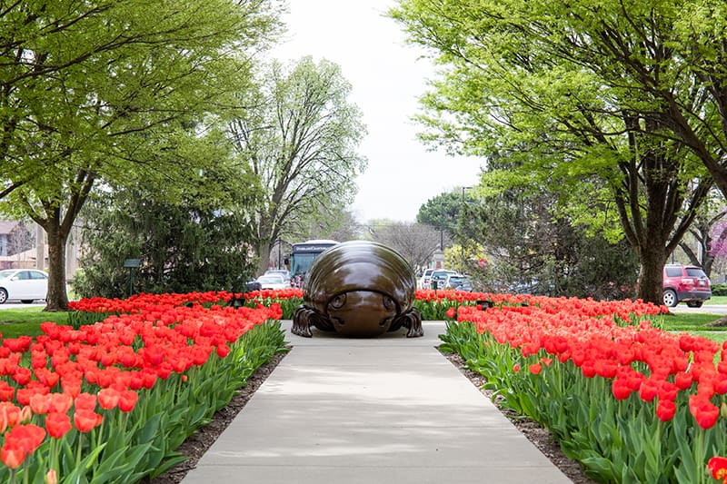 Picture of Millie the Millipede surrounded by tulips.