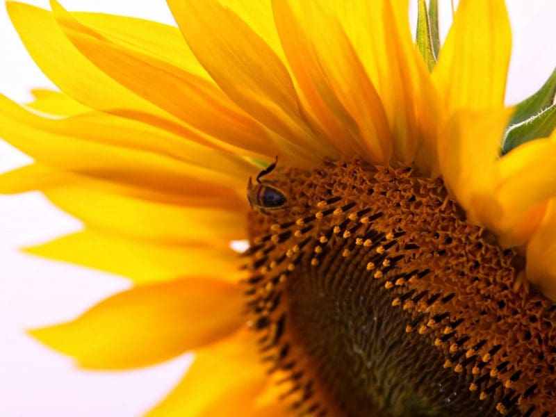 Sunflower with bee pollinating it. Photograph by Jenni Bader. Cover art for Kansas English.