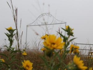 The Youngmeyer Ranch arch sign with sunflowers in the foreground