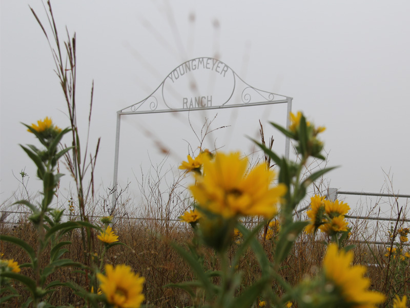 The Youngmeyer Ranch arch sign with sunflowers in the foreground