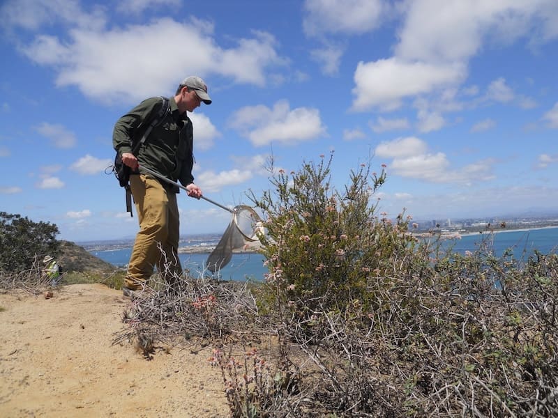 Photograph of a man standing near a bush with a bug, presumably catching butterflies. He is standing on a. sandy cliff with blue skies above him and water in the background.