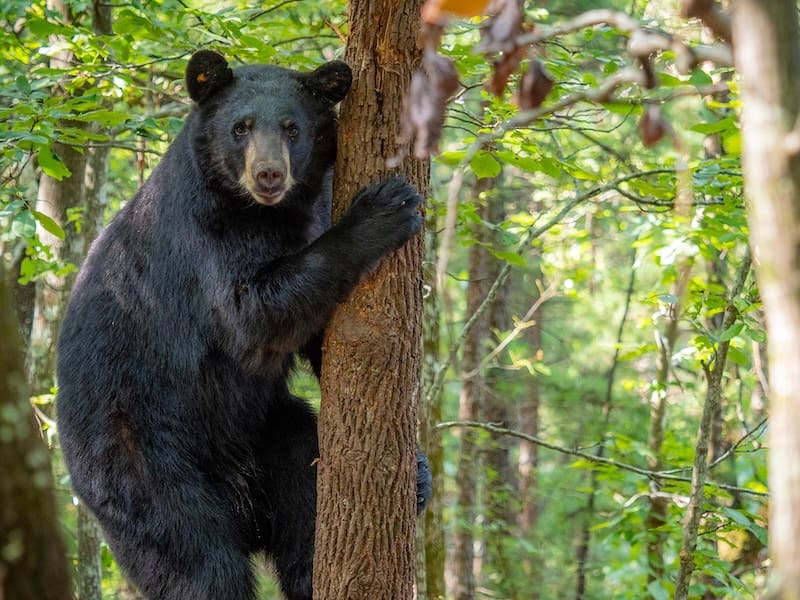 Photograph of a black bear in a tree, looking at the camera.
