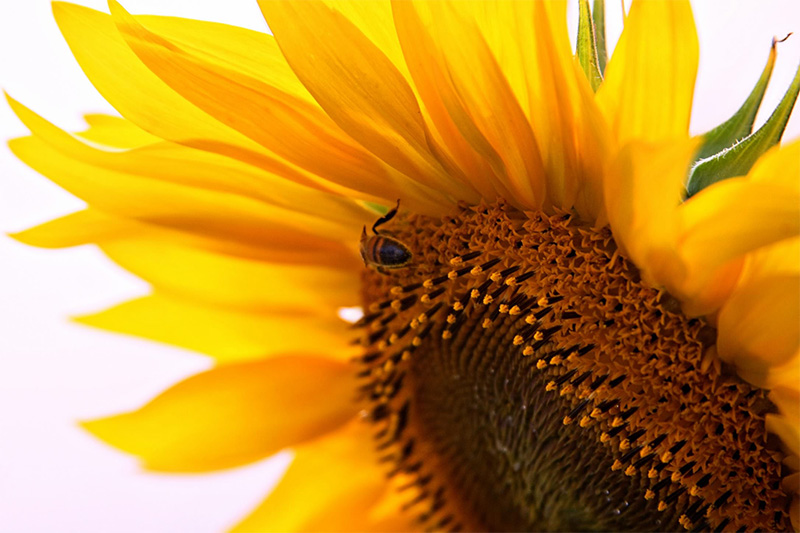 Sunflower with a bee on it