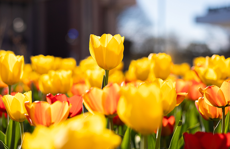 Tulip giveaway 2019