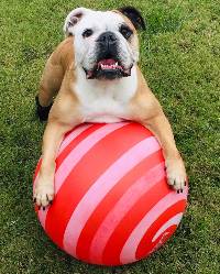 Pets of Student Affairs